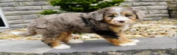 Mini Bernedoodle dogs for sale: Hazel  - Ad 5