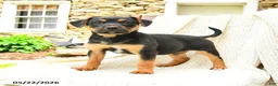Mixed Breed dogs for sale: Madison - Ad 3