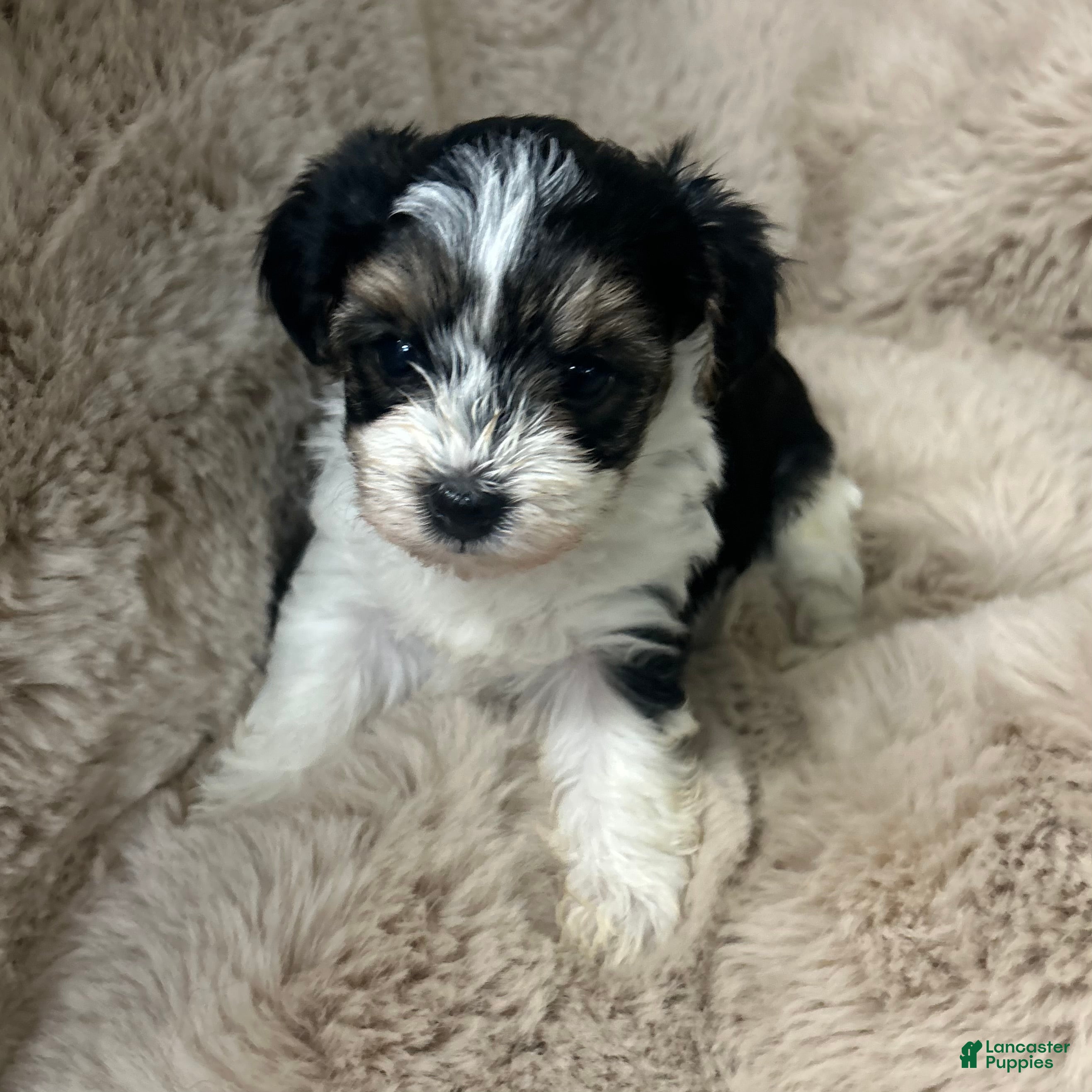 Morkie dogs Charlie - Ad 5