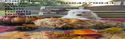 German Shepherd dogs for sale: Cam - Ad 2