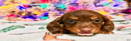 Dachshund dogs for sale: Chocolate mini long coat - Ad 39