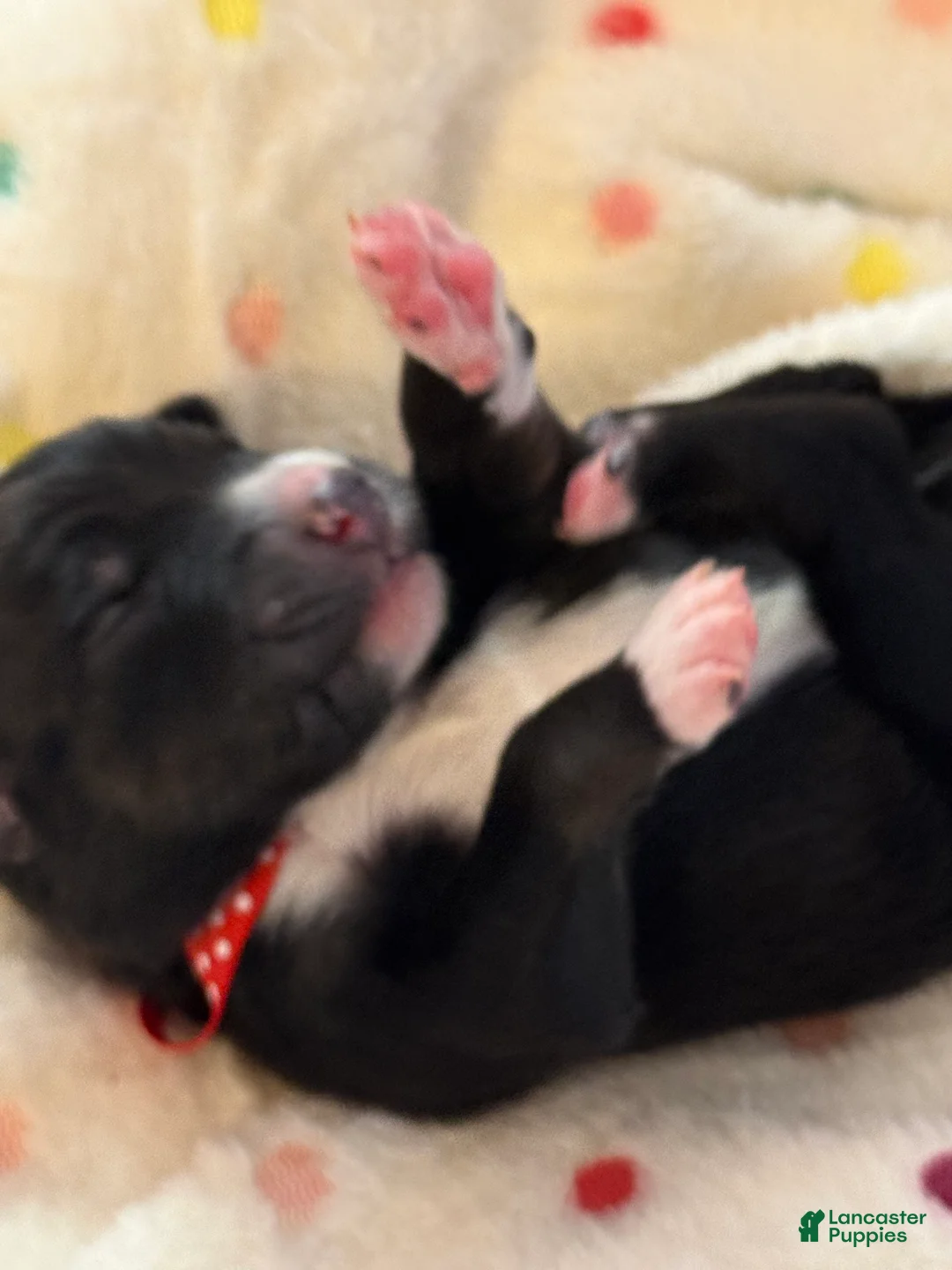 Australian Shepherd dogs for sale: Australian Shepherd Puppy 3 - Ad 2