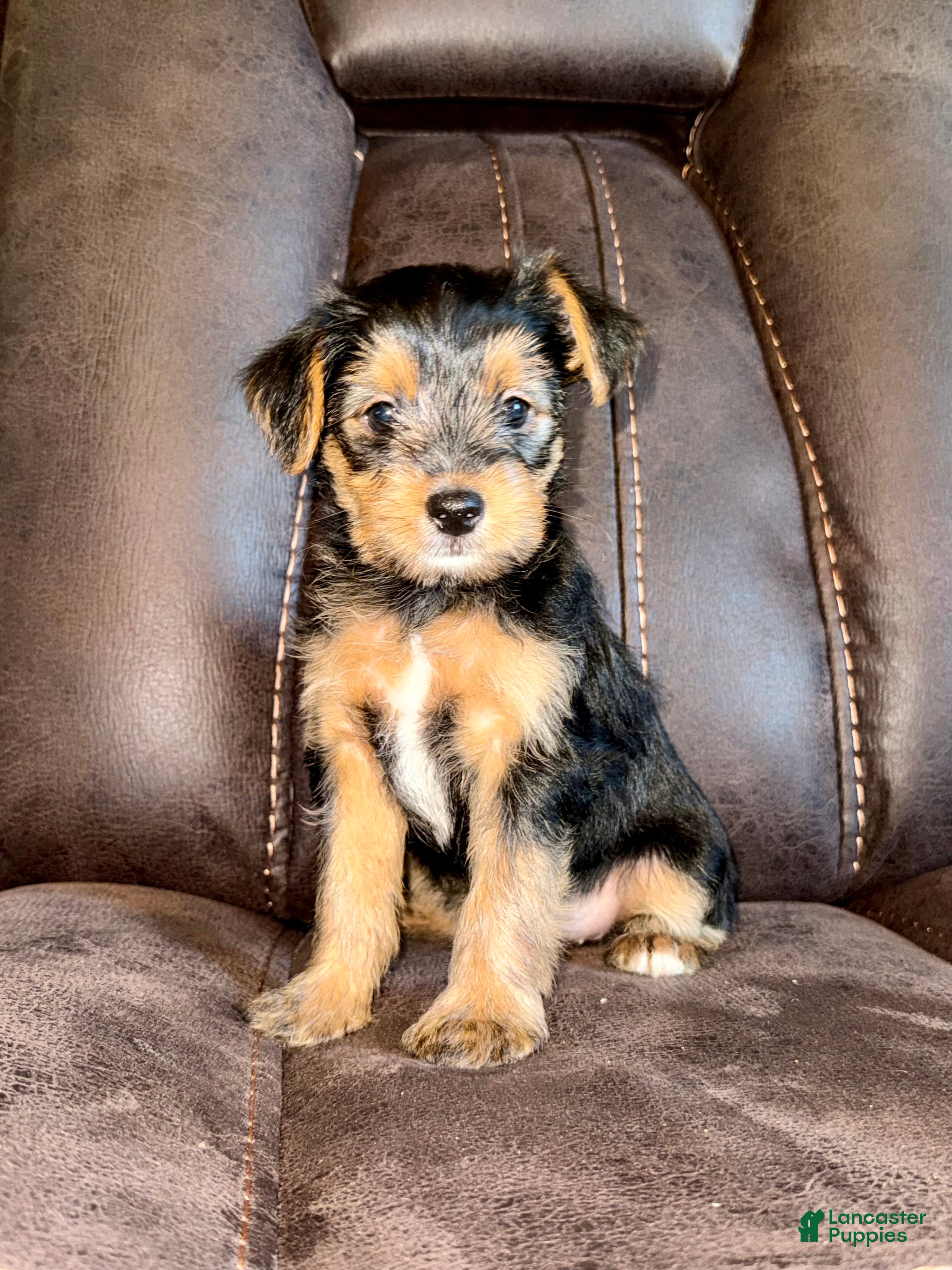 Yorkshire Terrier dogs Yorkshire Terrier 5 - Ad 34
