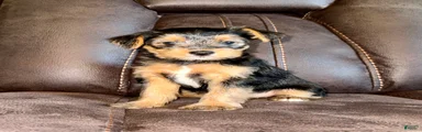 Yorkshire Terrier 5