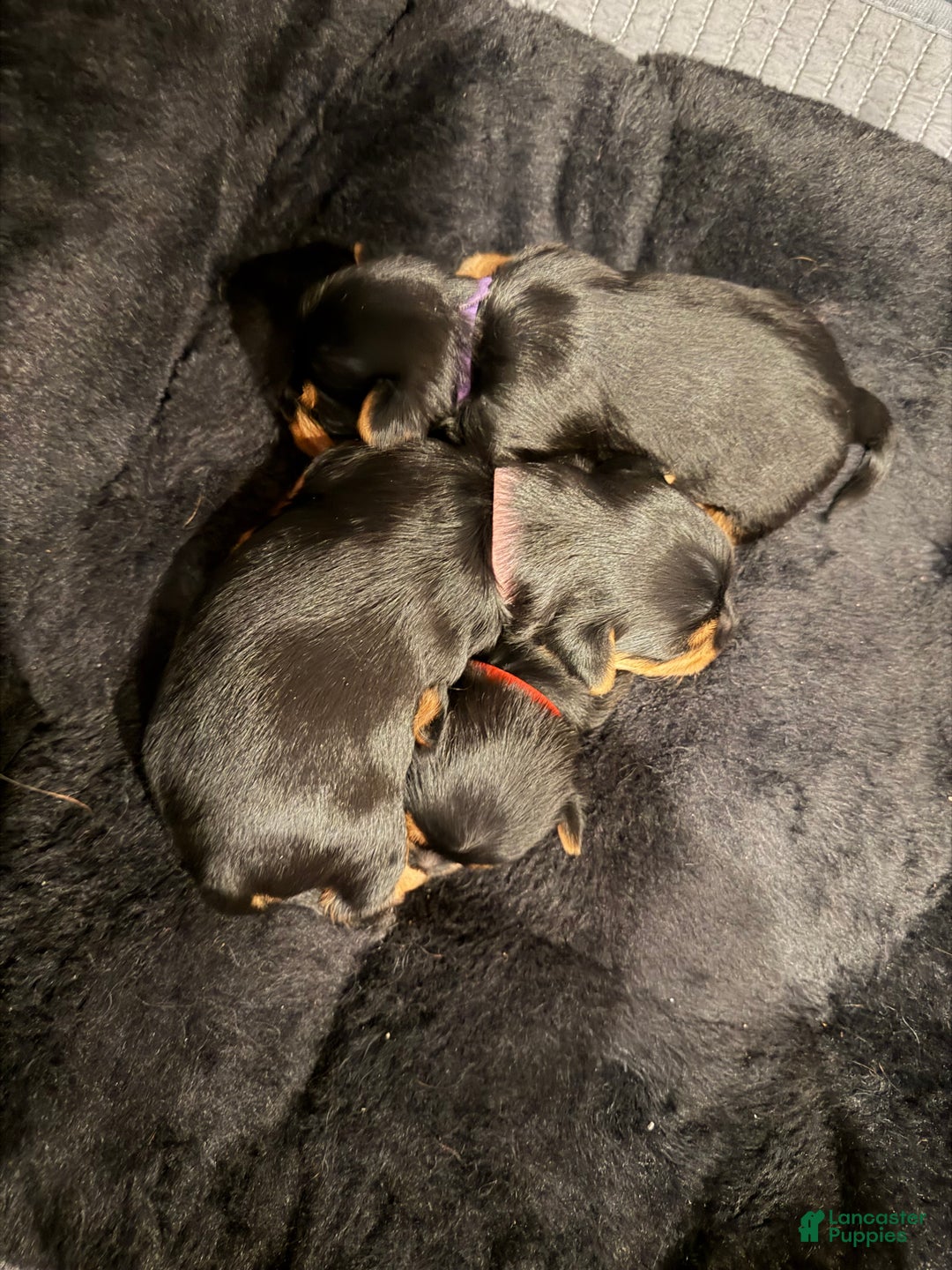 Silky Terrier dogs for sale: Silky Terrier Puppy 1 - Ad 7