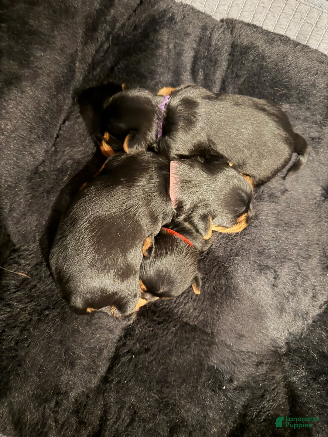 Silky Terrier dogs for sale: Silky Terrier Puppy 2 - Ad 6