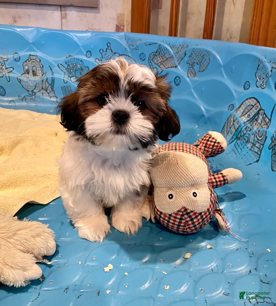 Shih Tzu dogs for sale: Merv - Ad 9