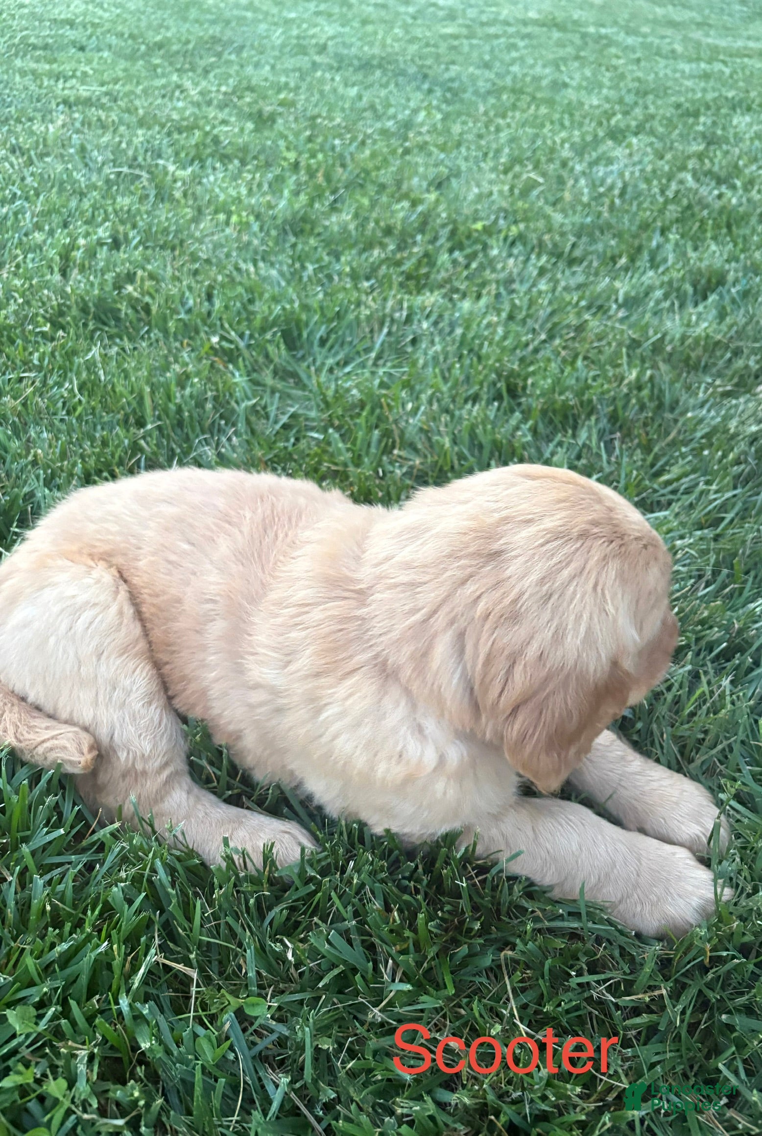 Golden Retriever dogs for sale: Scooter - Ad 6