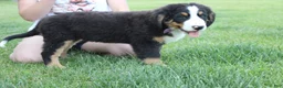 Bernese Mountain Dog dogs for sale: Moose  - Ad 8
