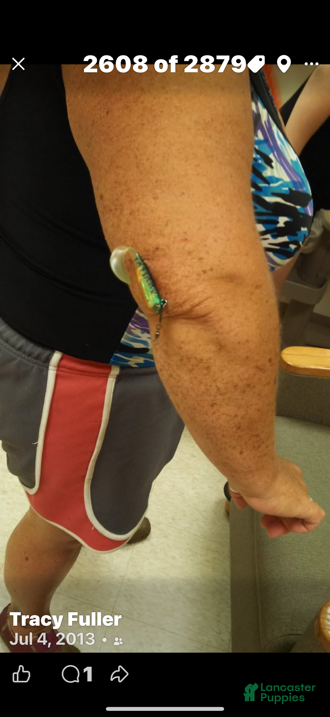 Yorkshire Terrier dogs for sale: Moes Tiny baby boy - Ad 10