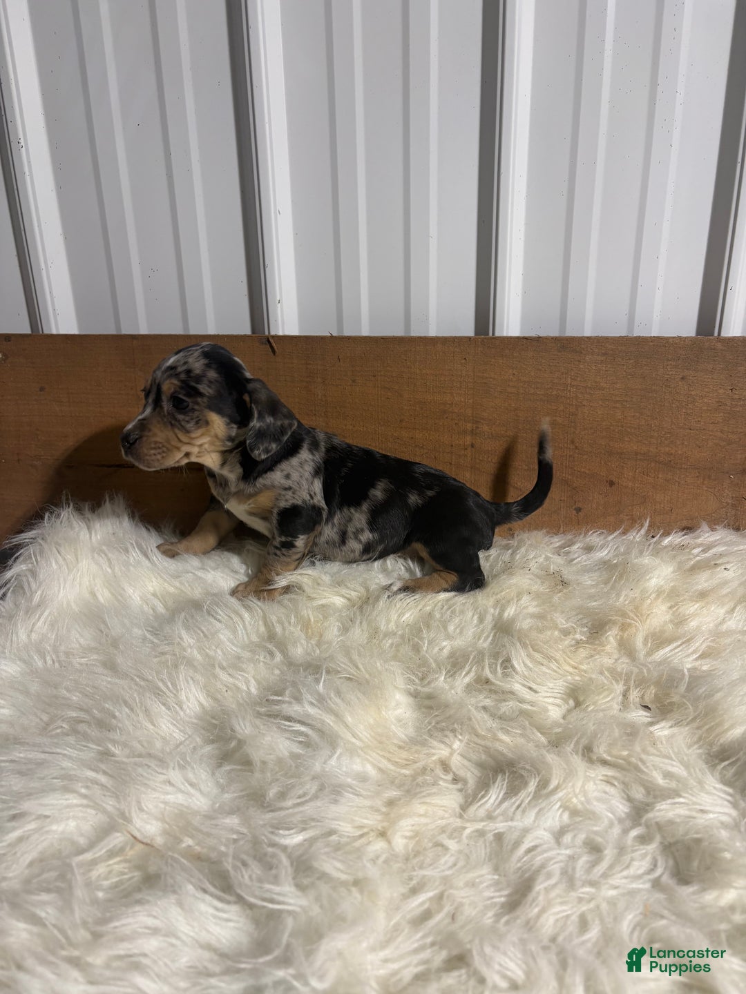 Mixed Breed dogs for sale: Mixed Breed Puppy 1 - Ad 2