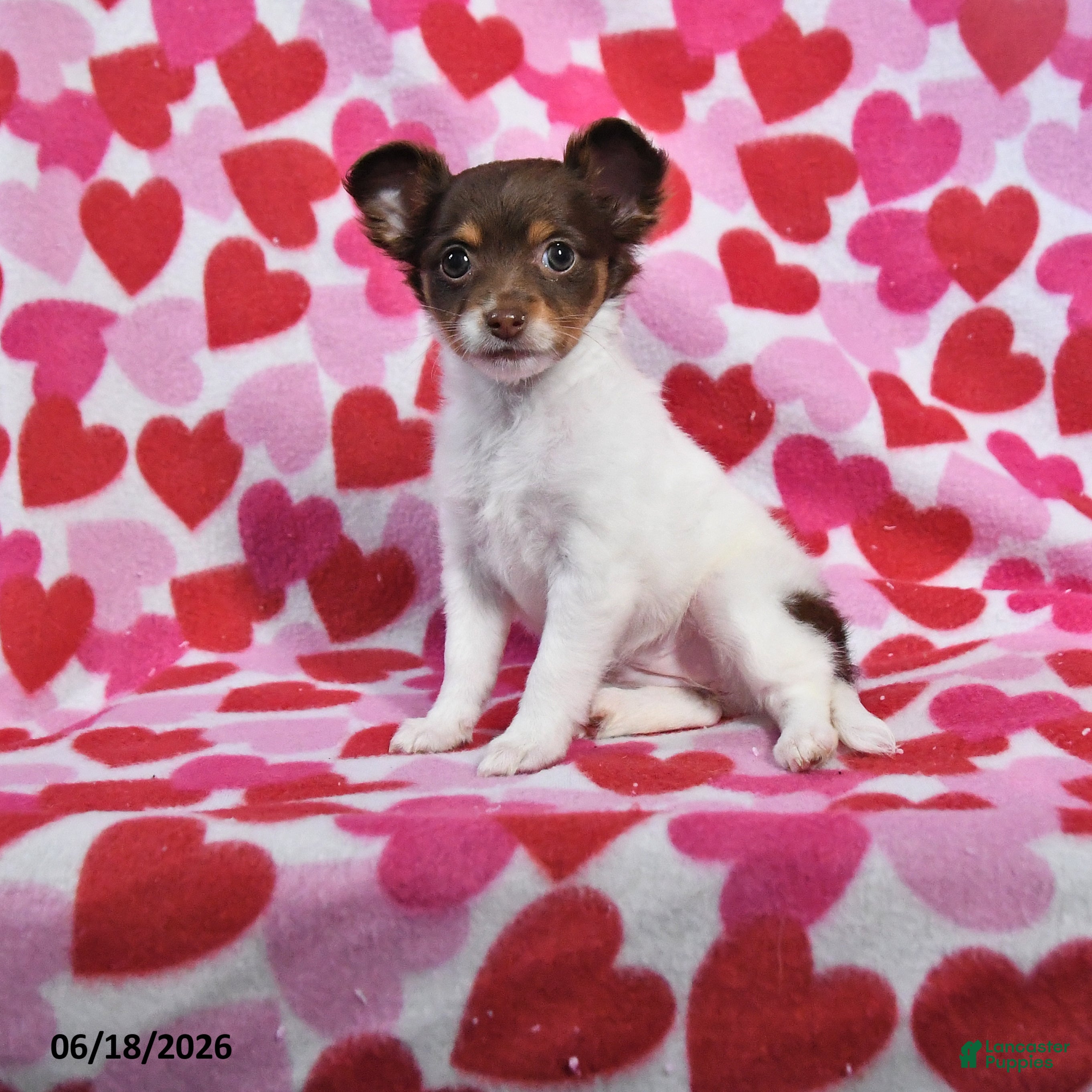 Chihuahua dogs Trixie - Ad 1