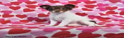 Chihuahua dogs for sale: Trixie - Ad 1