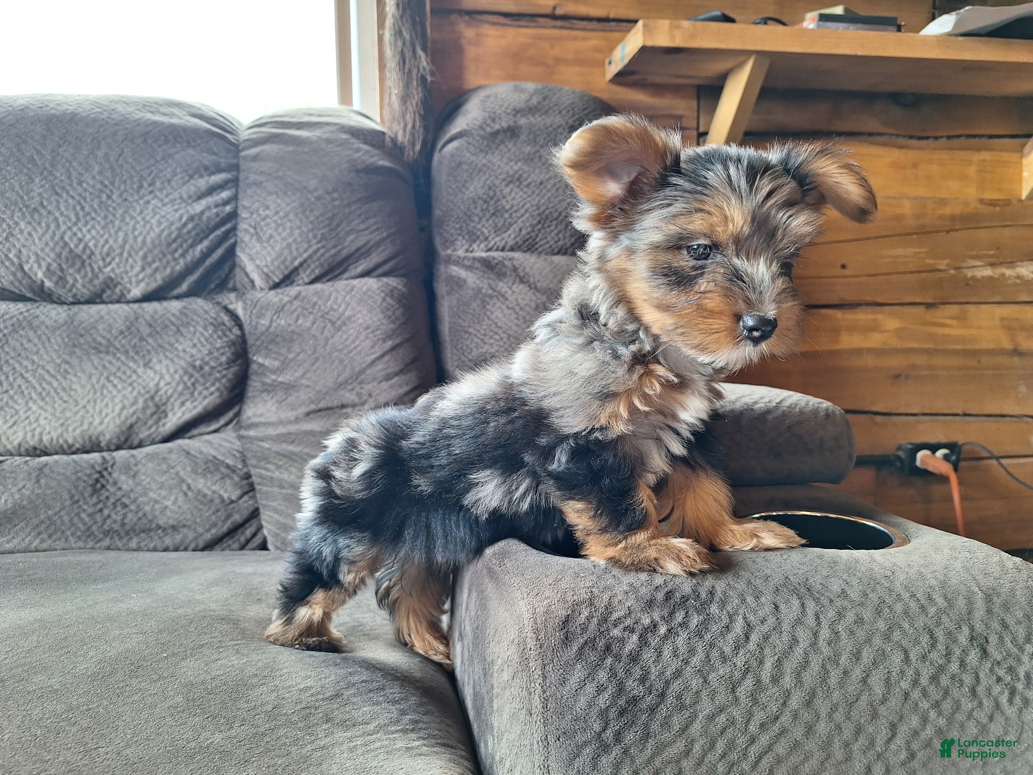 Yorkshire Terrier dogs Blue Belle - Ad 1