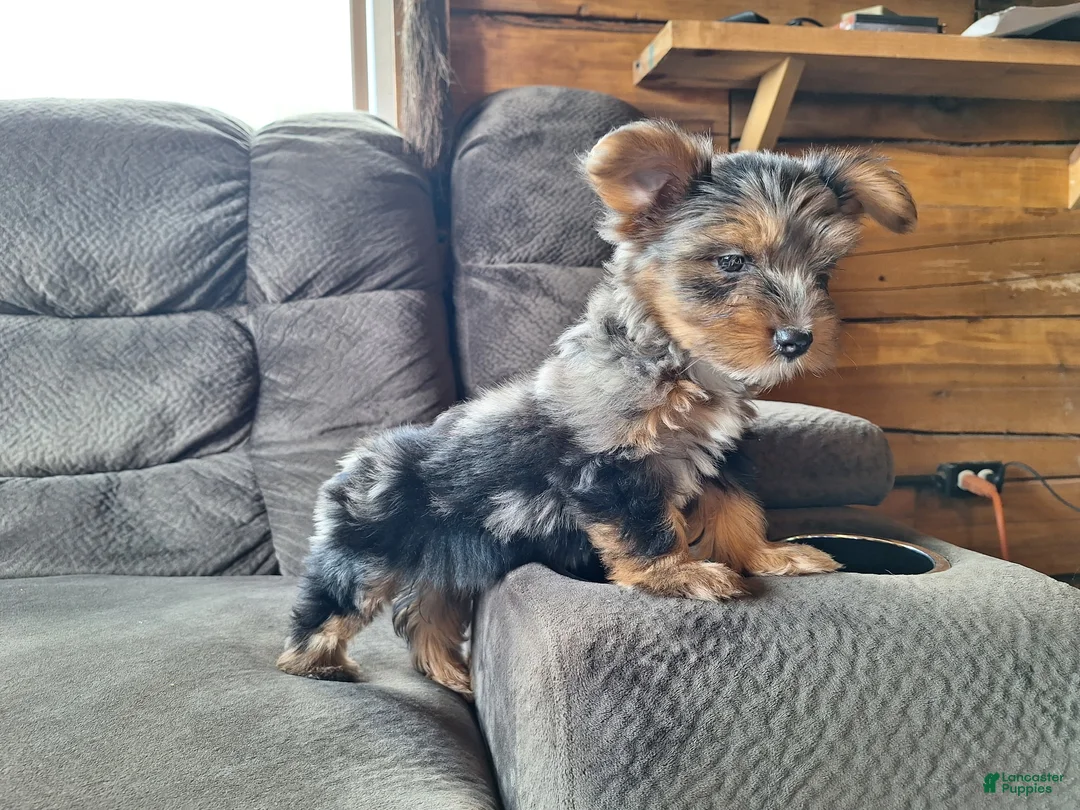 Yorkshire Terrier dogs for sale: Blue Belle - Ad 1