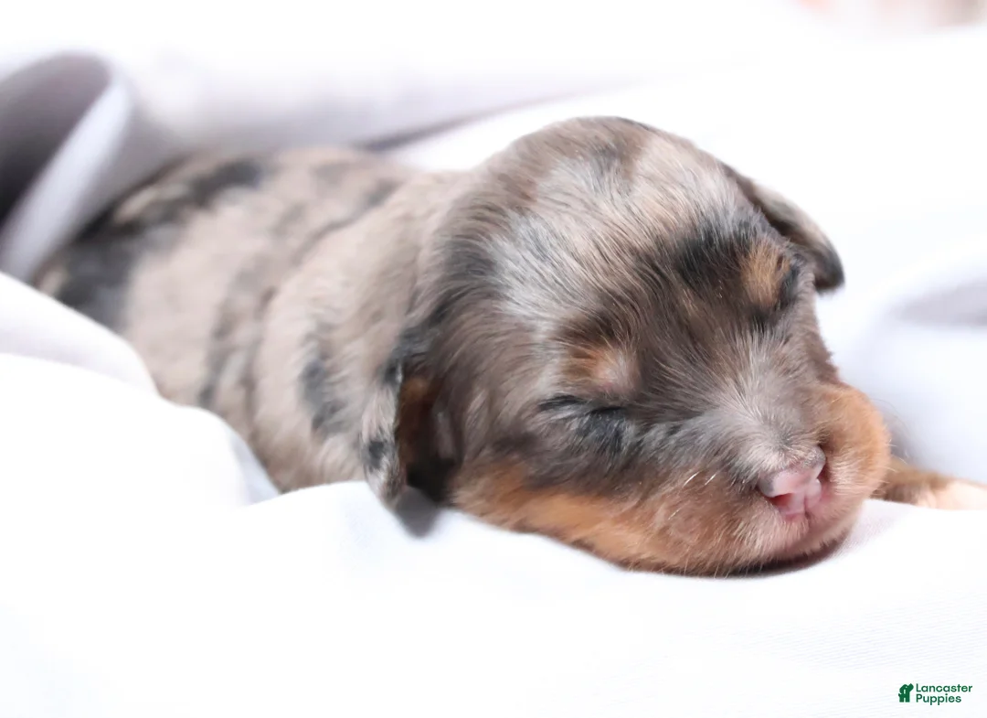 Mini Bernedoodle dogs for sale: Candy  - Ad 2