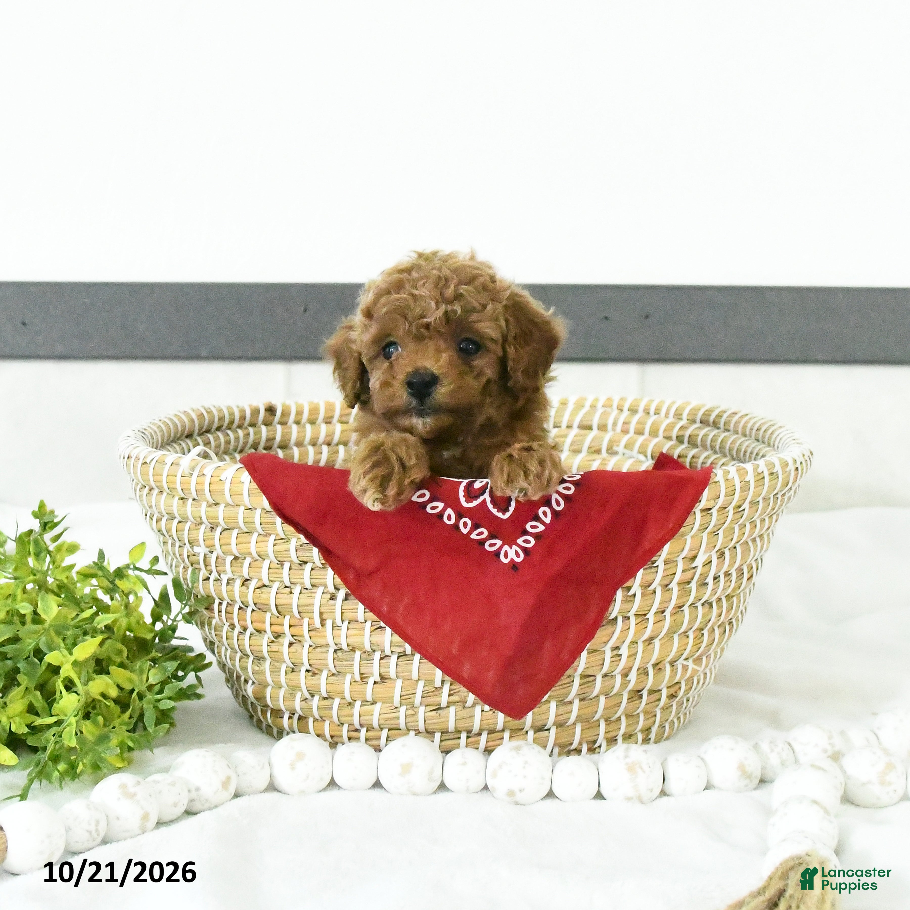Toy Poodle dogs Nolan - Ad 2