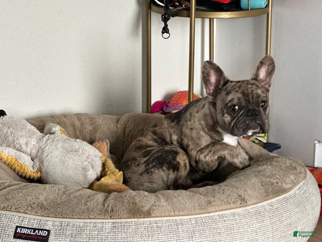 French Bulldog dogs for stud: Bubba  - Ad 7
