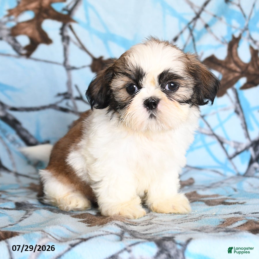 Shih Tzu dogs Coati - Ad 2