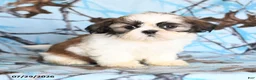 Shih Tzu dogs for sale: Coati - Ad 2