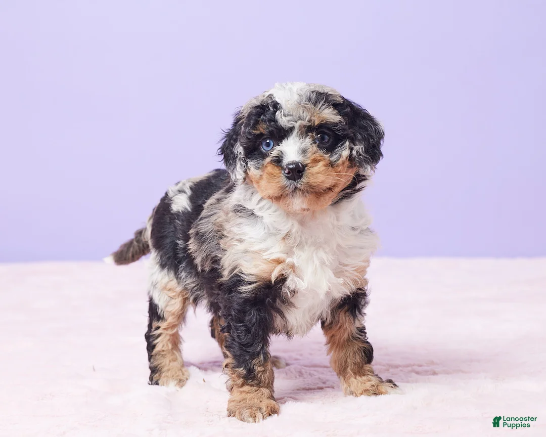Mini Bernedoodle dogs for sale: Paisley - Ad 2
