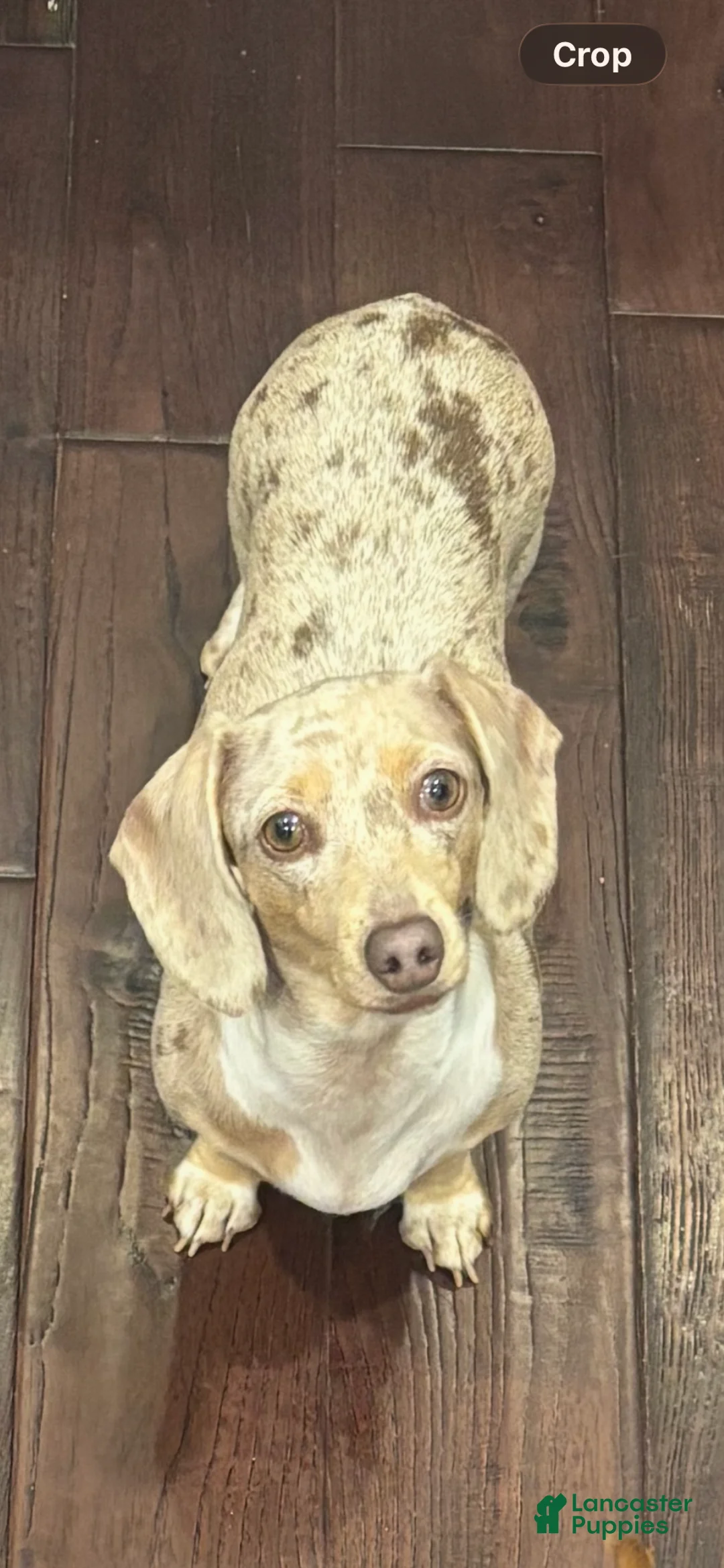 Miniature Dachshund dogs for sale: Repo  - Ad 2