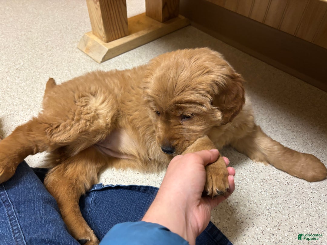 Golden Retriever dogs for sale: Pumpkin - Ad 2