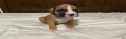 Boxer dogs for sale: Milo - Ad 14