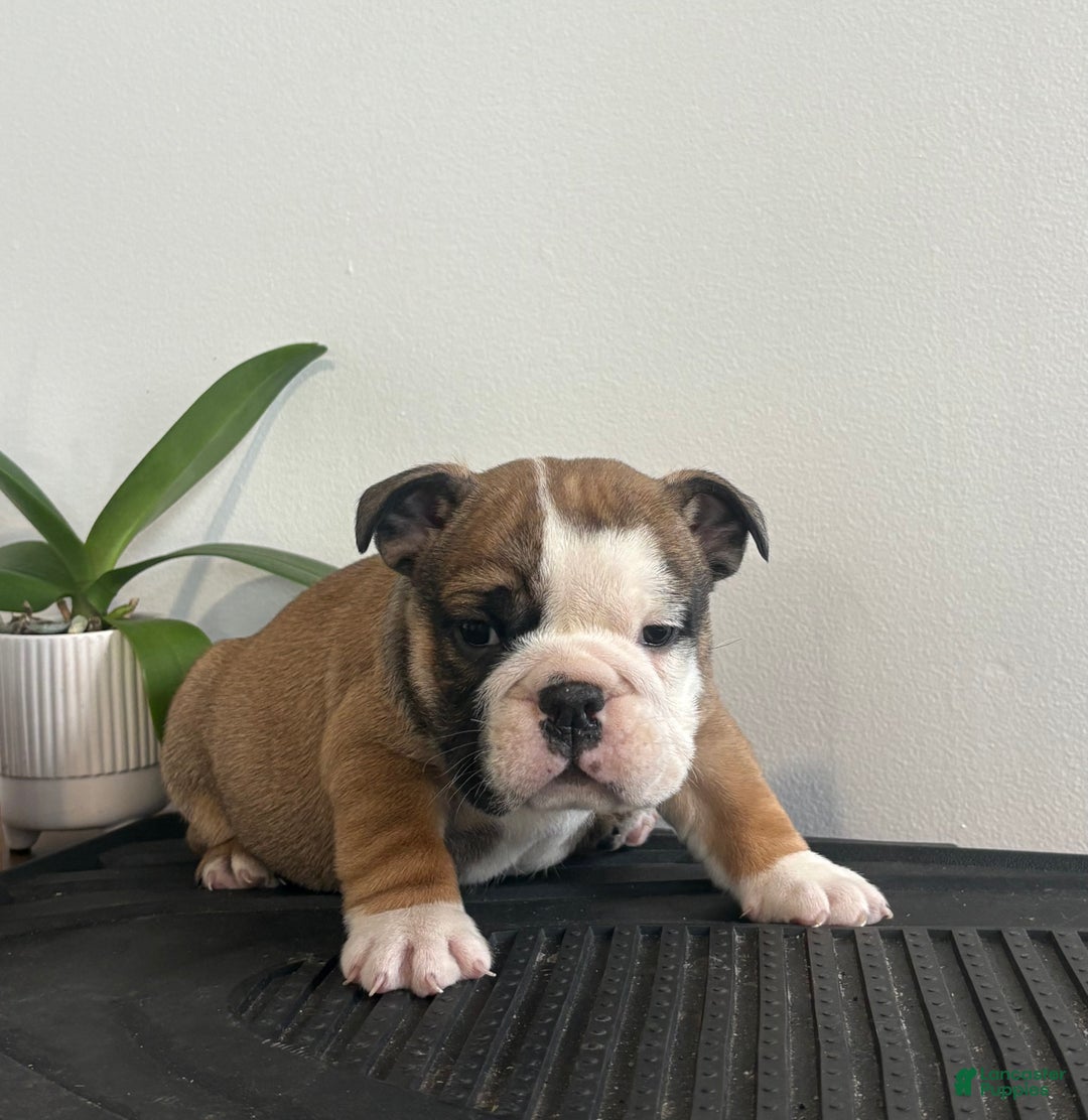 English Bulldog dogs for sale: Chester - Ad 5