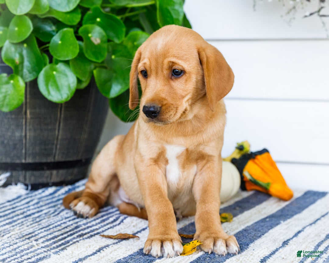 Golden Retriever Terrier mix puppies for sale in Goshen