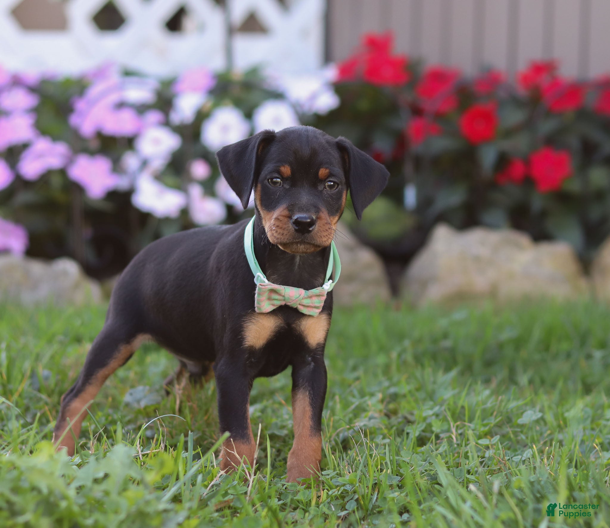 Miniature Pinscher Puppies for sale Lancaster Puppies