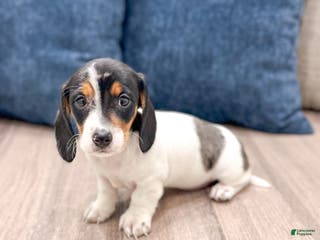 Miniature Dachshund dogs Betsy - Ad 13