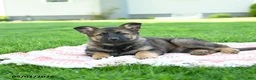 German Shepherd dogs for sale: Cassie   - Ad 3