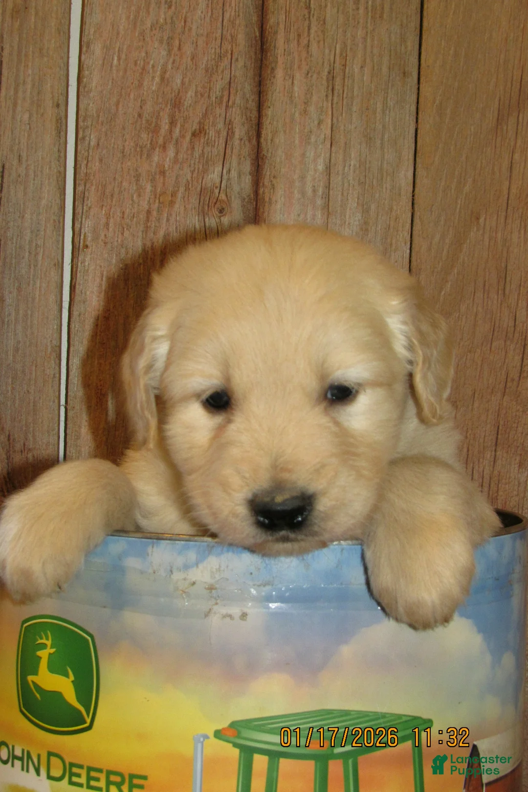 Golden Retriever dogs for sale: Golden Retriever Puppy 6 Tuck - Ad 4