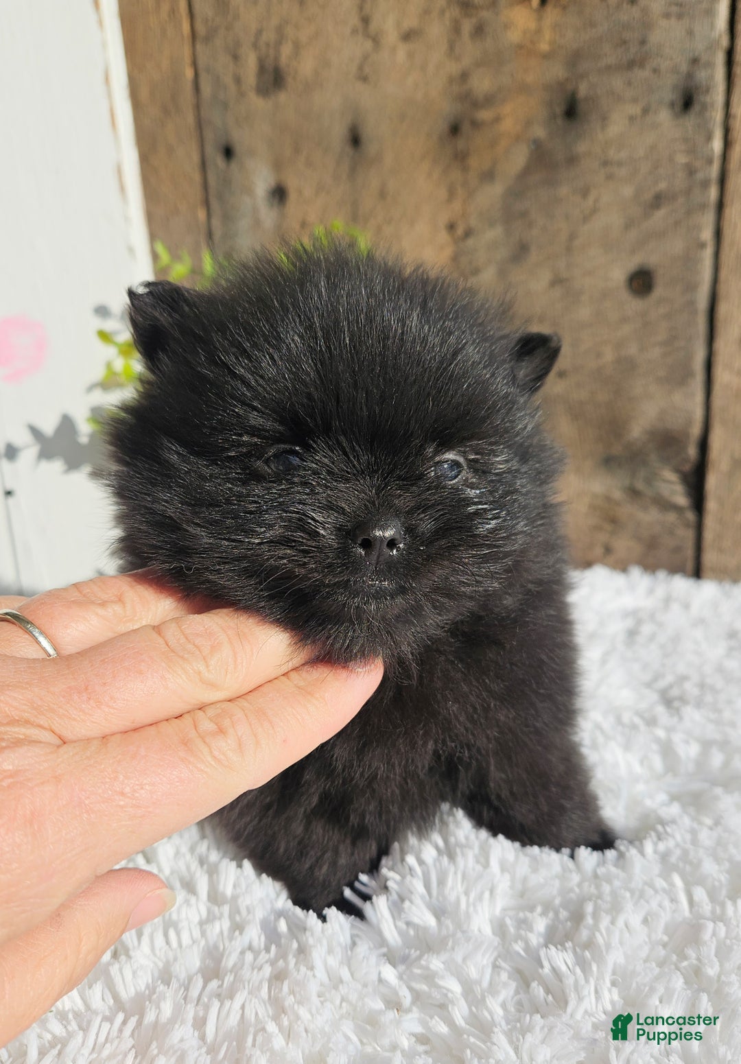 Pomeranian dogs for sale: Tinker - Ad 6