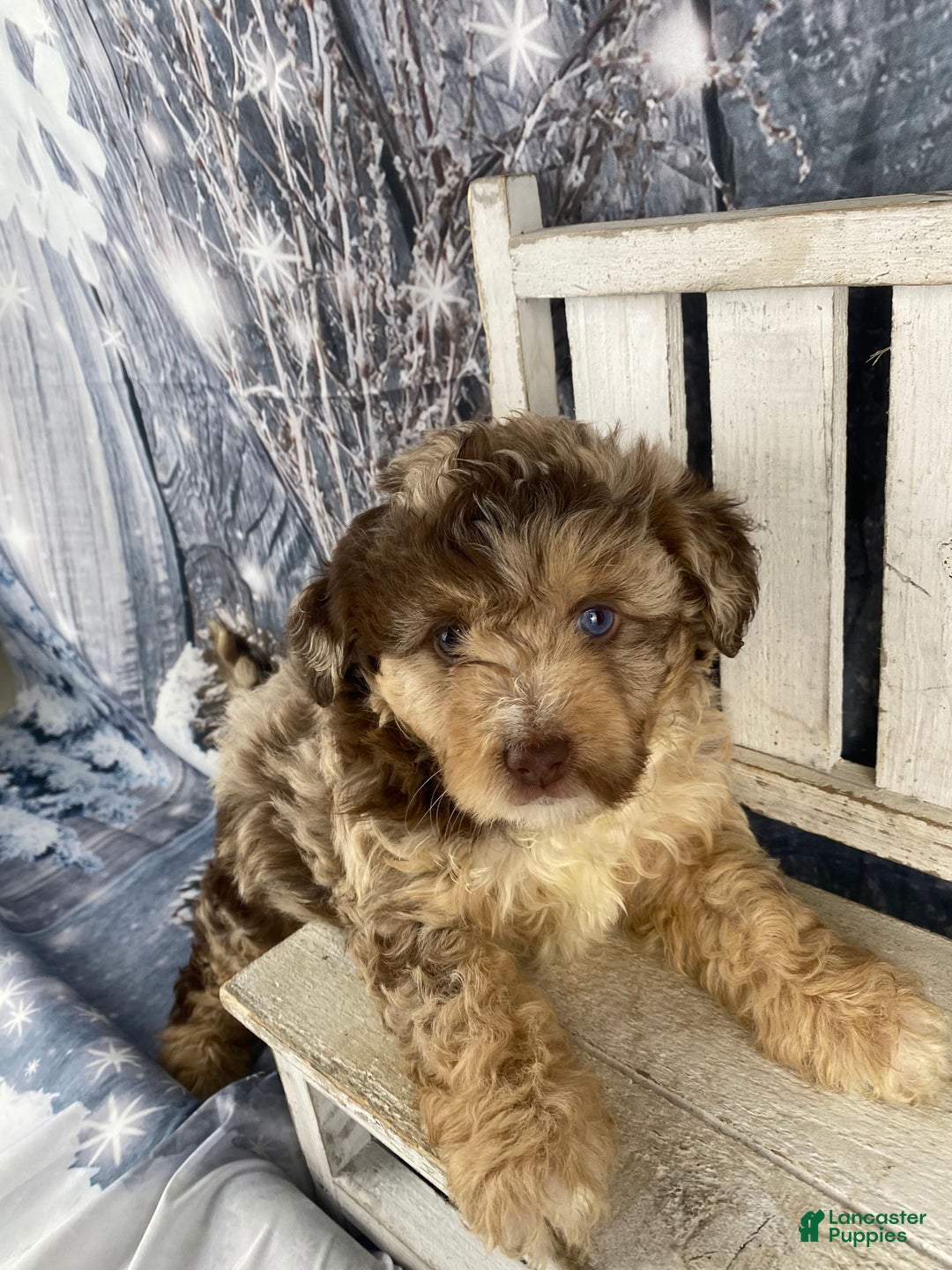 Mini Aussiedoodle dogs for sale: Indy - Ad 7