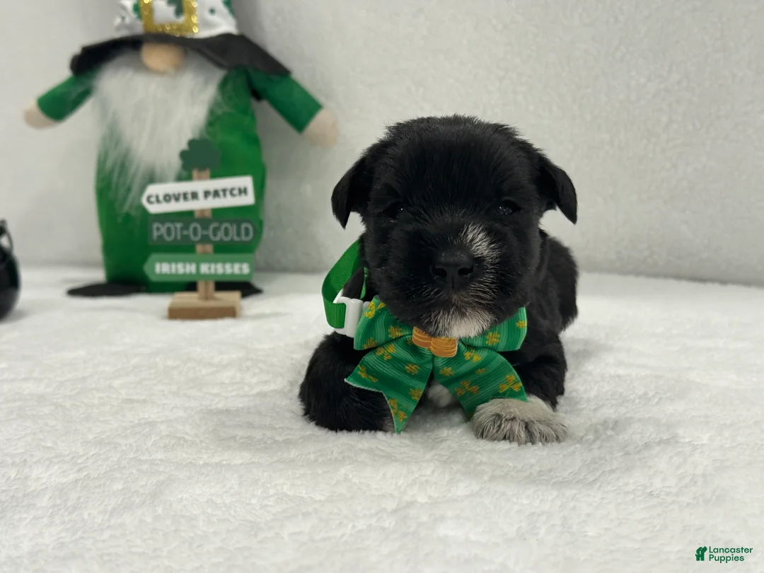 Miniature Schnauzer dogs for sale: Paisley Male 2 - Ad 2