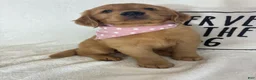 Golden Retriever dogs for sale: Saffron - Ad 3