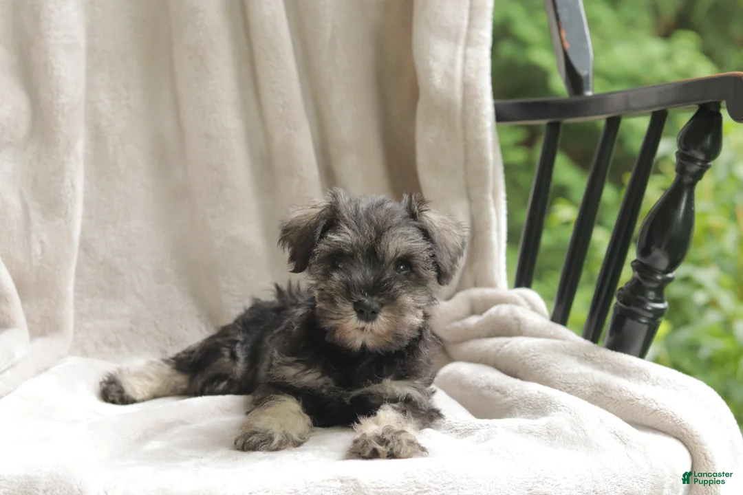 Miniature Schnauzer dogs for sale: Precious - Ad 5