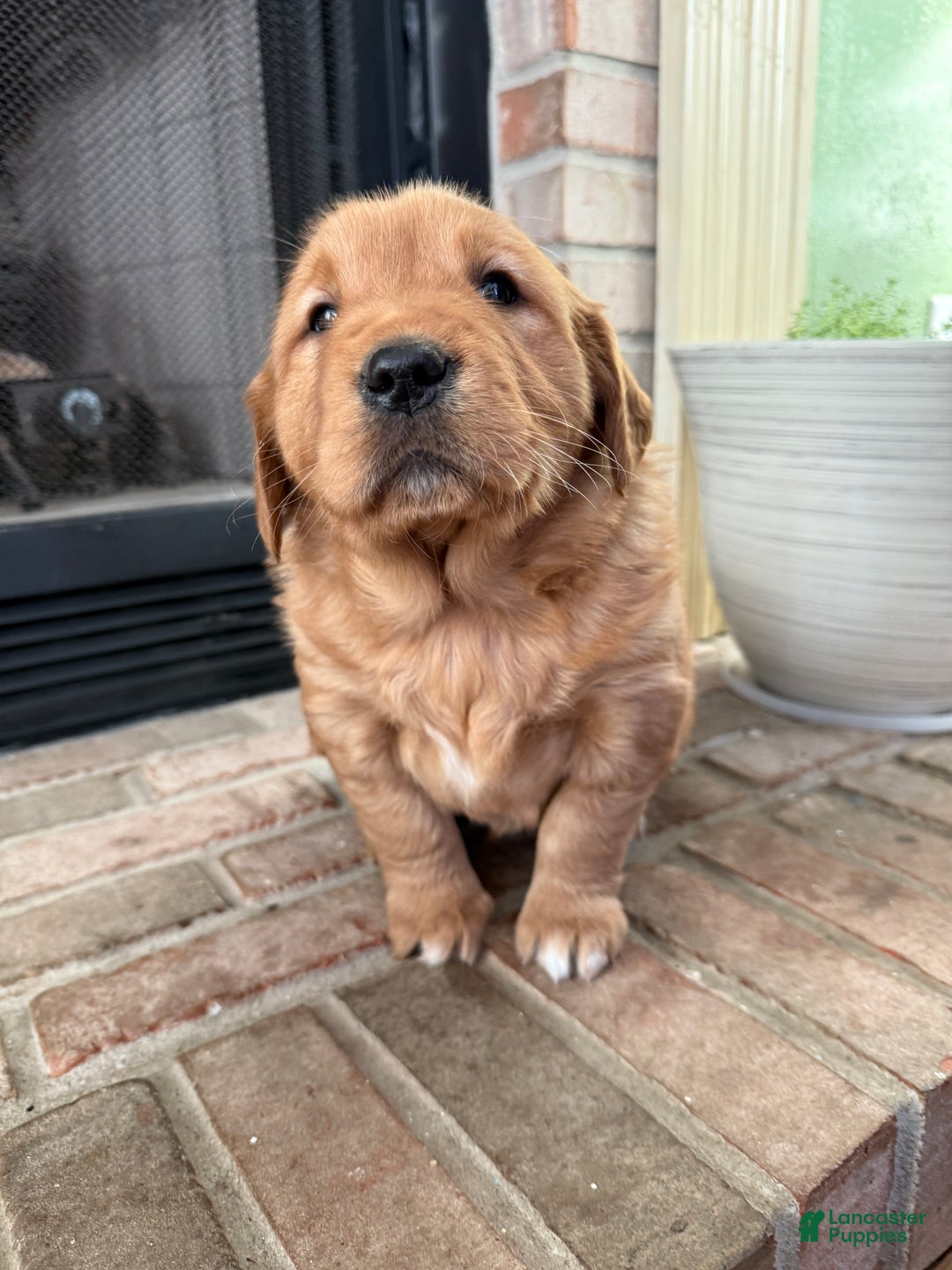 Golden Retriever dogs for sale: Summer - Ad 10