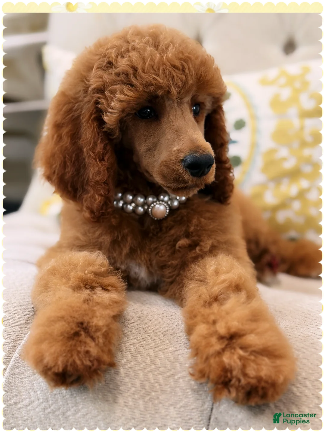 Standard Poodle dogs for sale: Standard Poodle 2 - Ad 2