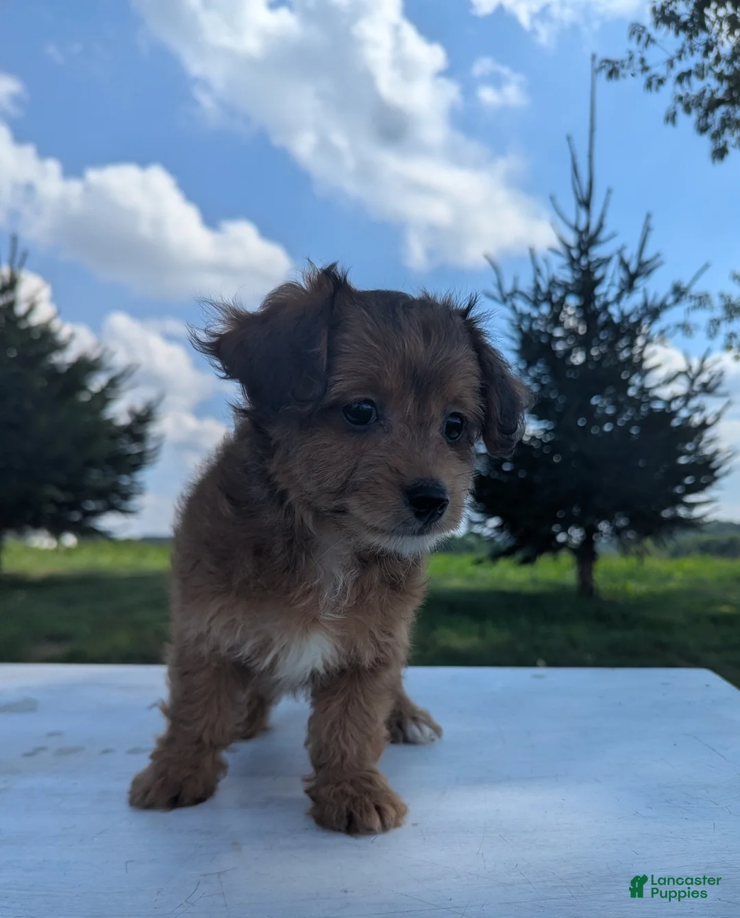Chipoo dogs for sale: Emily - Ad 8