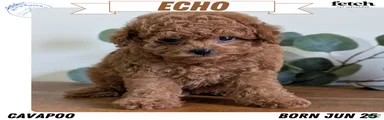 Echo