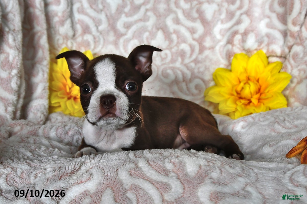 Boston Terrier dogs Cocoa Fern - Ad 2