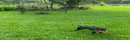 Miniature Pinscher dogs for sale: Miniature Pinscher Puppy 1 - Ad 4