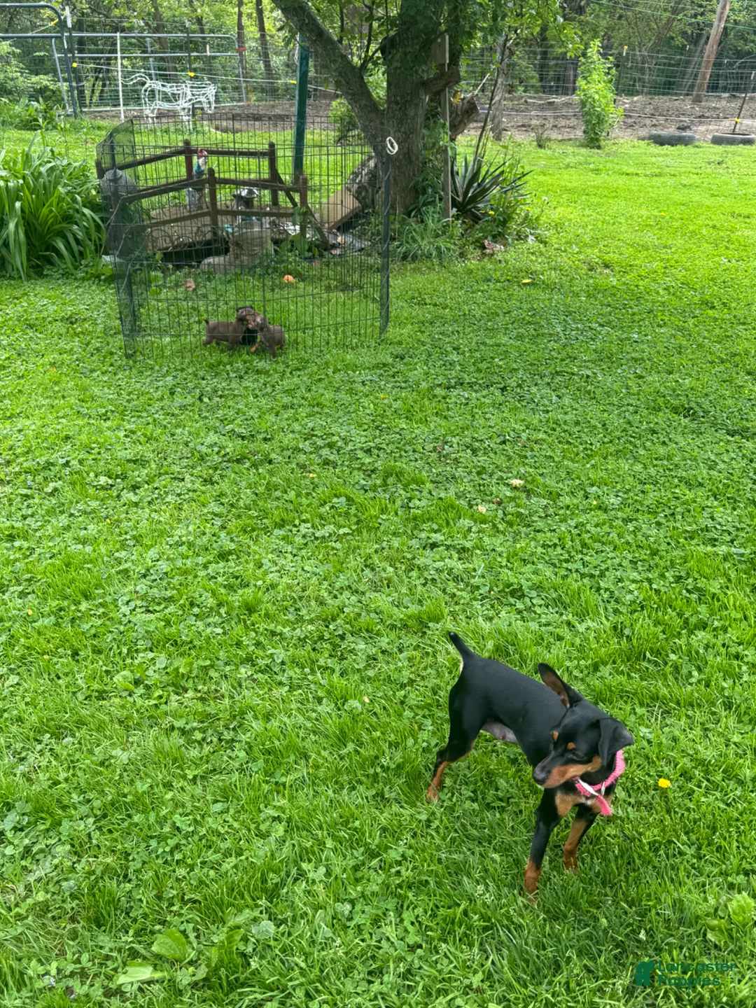 Miniature Pinscher dogs for sale: Miniature Pinscher Puppy 1 - Ad 4