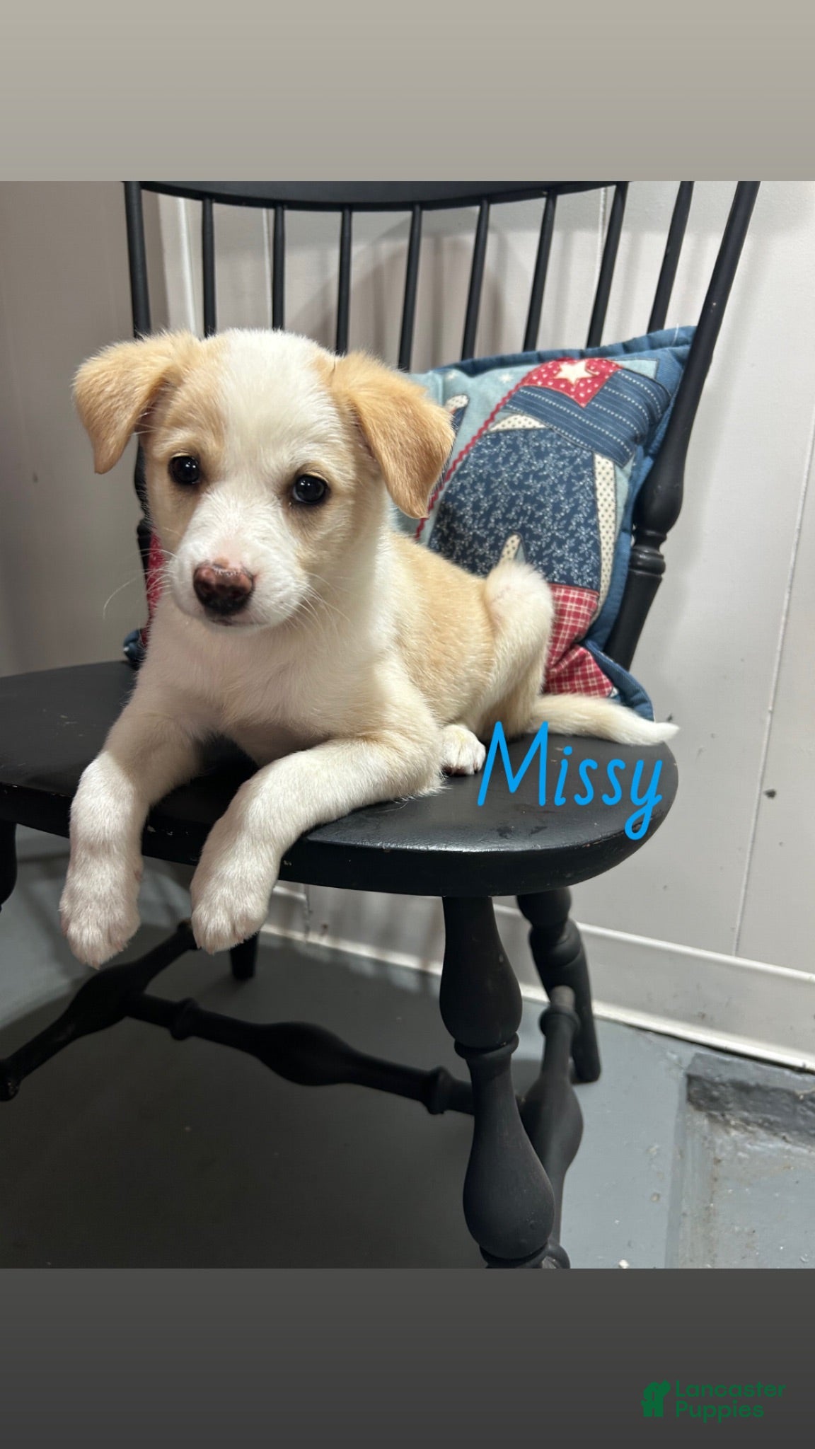 Miniature Australian Shepherd dogs Missy - Ad 7