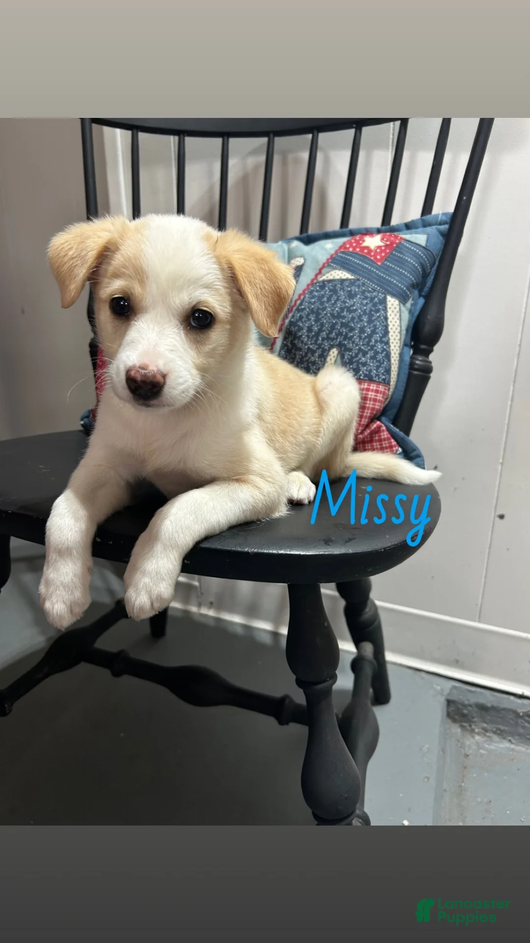 Miniature Australian Shepherd dogs for sale: Missy - Ad 1
