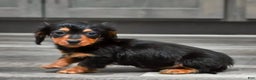 Miniature Dachshund dogs for sale: Steward - Ad 2
