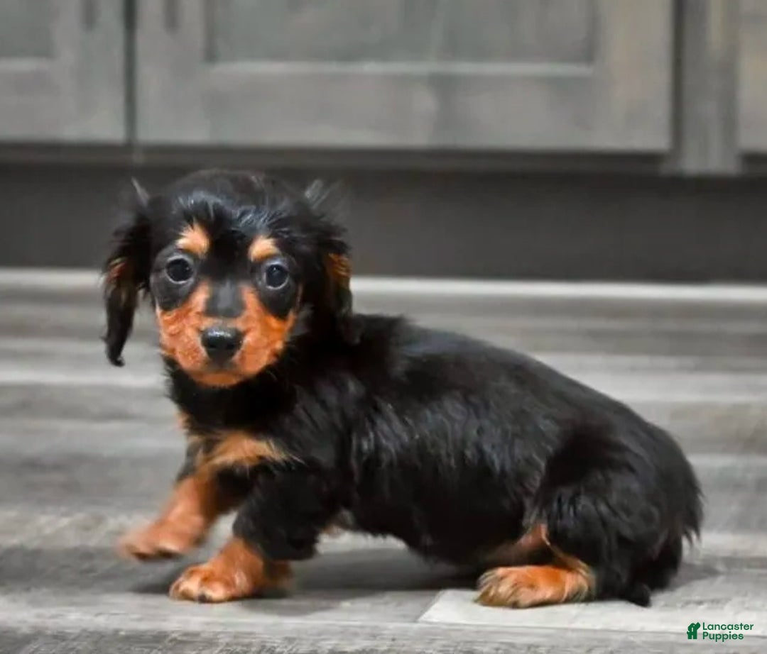 Miniature Dachshund dogs for sale: Steward - Ad 2